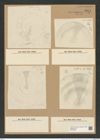 Coscinodiscus undatus (Cl.) Grun. (de-Toni-Nr.: Genus 202, Species 5093) Zeichnungen Sammlung Grunow Nr. 8854 (NHMW-BOT-W0378483)